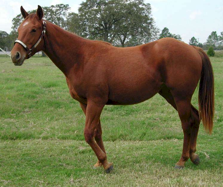 BLUE DIAMOND RANCH SOLD HORSES PAINTS FOR SALE BLACK & WHITE